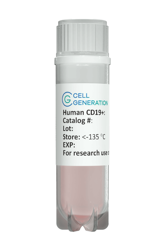 CD19 B Cells
